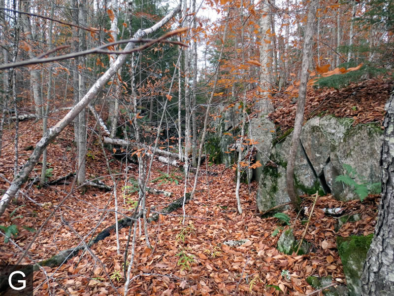 g